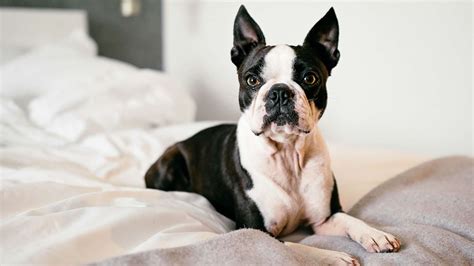 Boston Terrier Dog Breed Information And Pictures Cyberpet