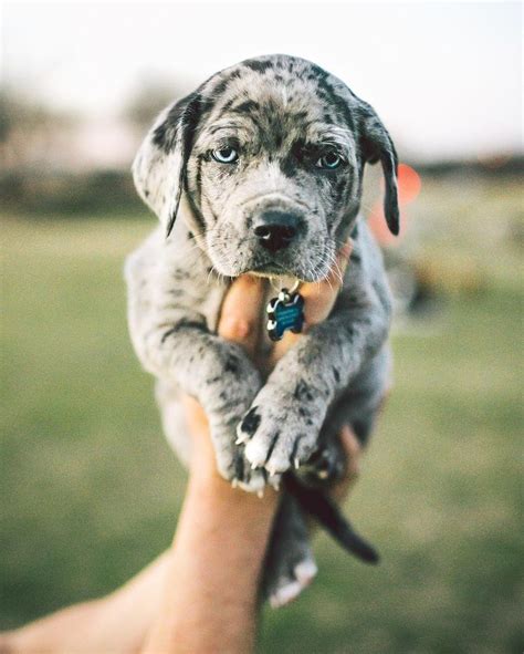 1000 Images About Catahoula Leopard Dogs On Pinterest Country