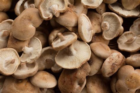 4 Shiitake Mushroom Side Effects To Be Aware Of Livestrong