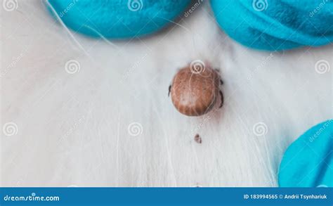 Close Up Of A Parasite On The Skin Of A Pet The Veterinarian Removes
