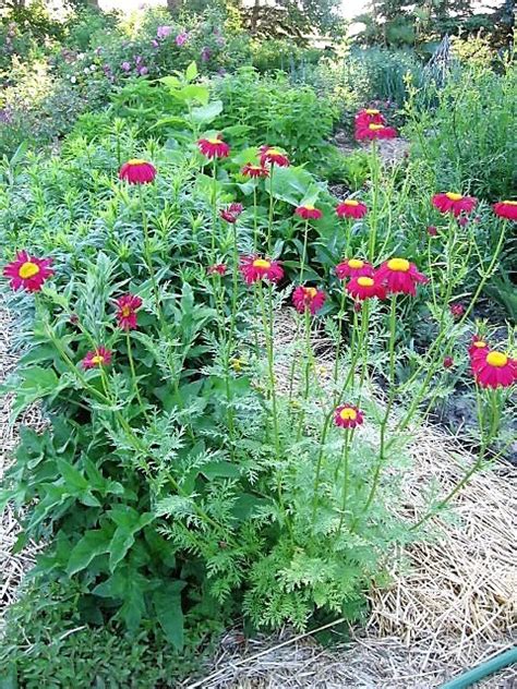 Red Robinsons Daisy Painted Chrysanthemum Coccineum Pyrethrum