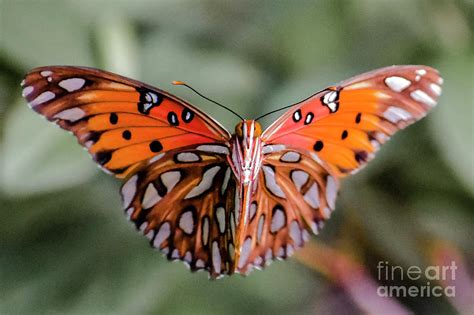 Gulf Fritillary Butterfly Photograph By Rafael De Armas Fine Art America