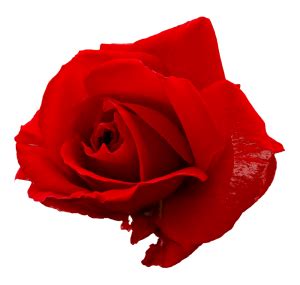 Rose red, red roses, seven red rose flowers illustration, flower arranging, artificial flower, flower png. 5 Flower Red Rose PNG Image Transparent | OnlyGFX.com