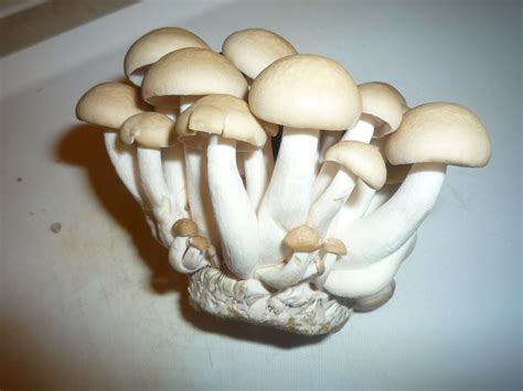The italian names chiodini and pioppini have been. Ingredient in the Spotlight: Shimeji (Beech Mushroom ...
