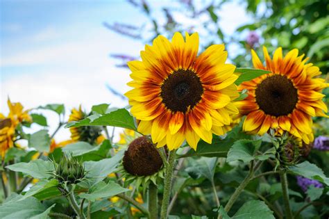 Growing Sunflowers From Seed - gardenersworld.com