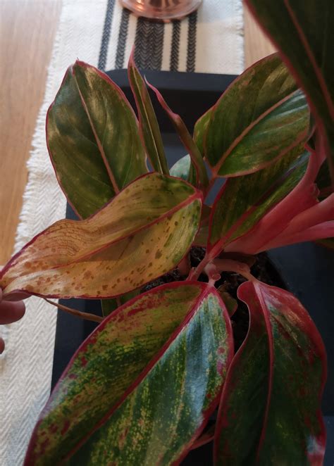 Second Try Guys Leaf Turning Yellow On Newly Bought Chinese Evergreen