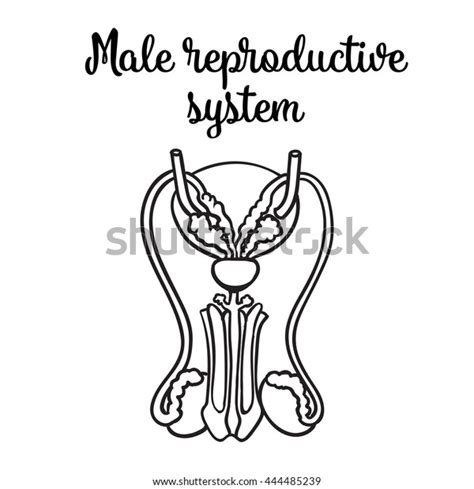 Male Reproductive System Vector Sketch Handdrawn Stock Vector Royalty