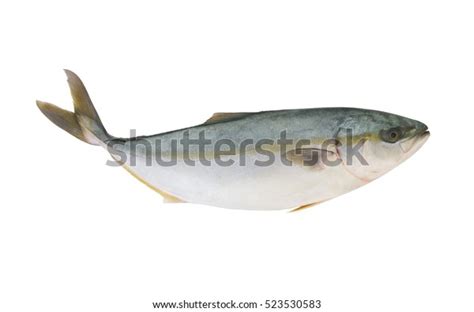 Yellowtail Amberjack Fish Isolated On White Stock Photo 523530583