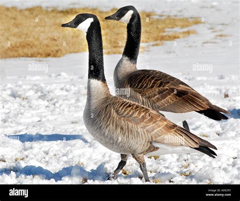 Large Long Necked Canadian Geese Walking On Snow Stock Photo Alamy