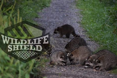 How Are Raccoon Feces Dangerous Wildlifeshieldca