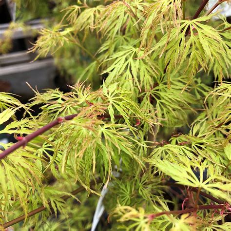 Acer Palmatum Emerald Lace Knights Garden Centres