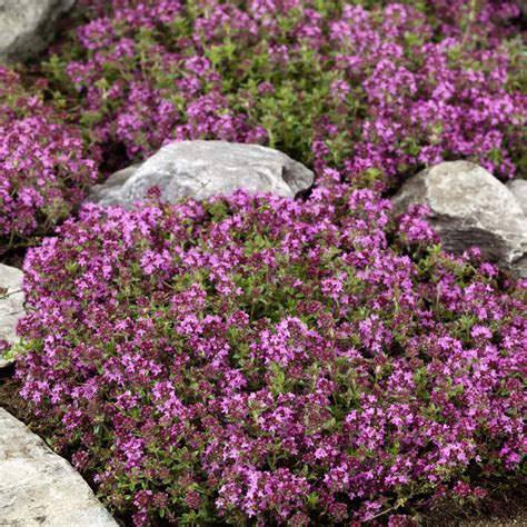 1 50pcs Ground Cover Thyme Flower Seeds Fragrance Perennial Hardy Thyme