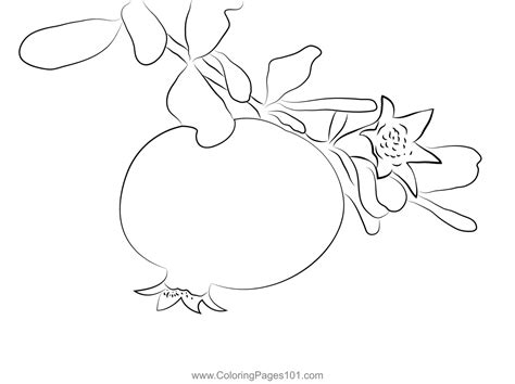 Pomegranate Whit Flower Coloring Page For Kids Free Pomegranate