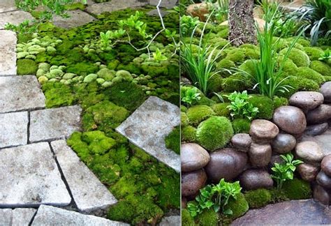 Moss Garden Ideas Homsgarden