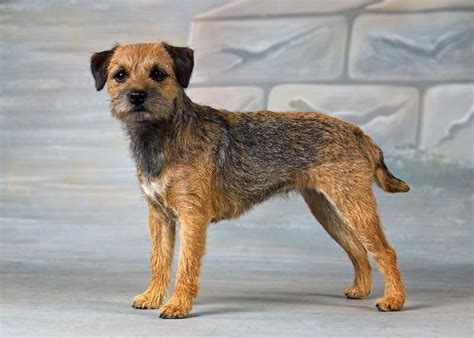 He is strongly made with medium bone and enough length of. border terrier - Google Search | Border terrier ...
