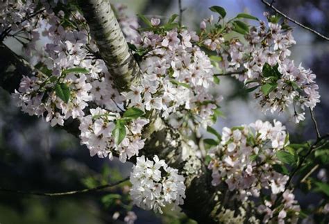 Check out amazing savannah_ga artwork on deviantart. Flowers in bloom in Savannah, Georgia. | Blooming flowers ...