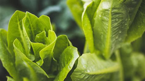 The Pros And Cons Of Growing Romaine Lettuce From Scraps Gardeningetc