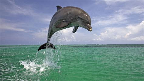 Dolphin Jumping Out Of Water1920x1080 Wallpaper