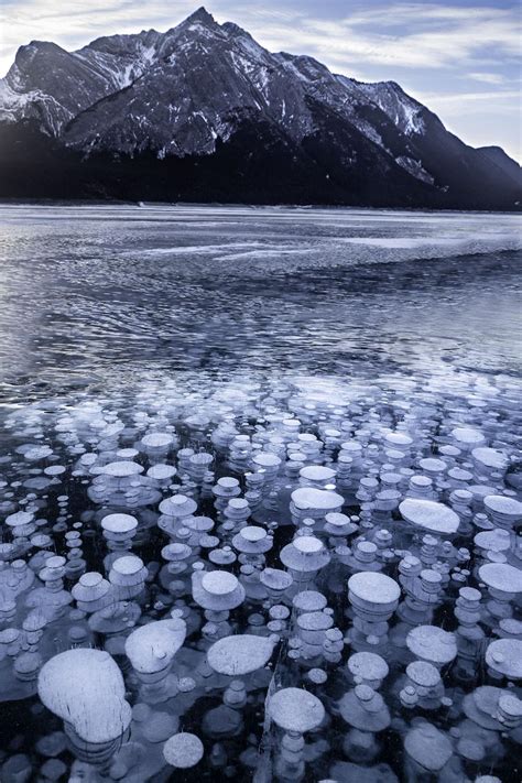 Abraham Lakes Crazy Frozen Bubbles 1078 × 1617 Naturelandscape