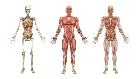 Each skeletal muscle fiber is a single cylindrical muscle cell. Human Skeleton, Muscles, and Internal Organs - KidsPressMagazine.com