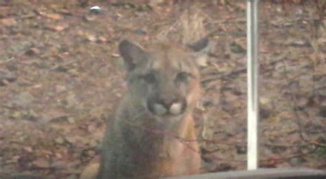 Vancouver Island Man Captures Rare Cougar Trio Sighting On Video 604 Now