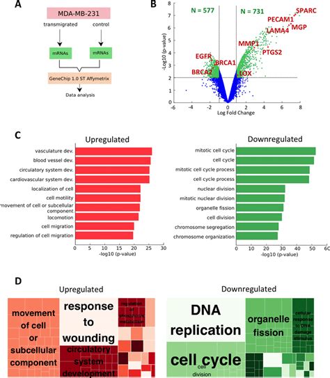 Genetic Markers Of Metastasis Progression From Microarrays Data A Download Scientific