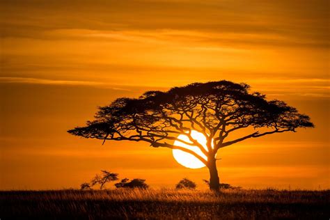 Acacia Tree African Tree Africa Sunset Nature Photography