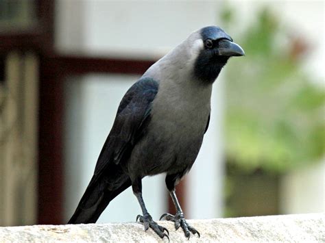 Birds in Our Neighbourhood | FORREST