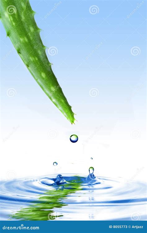 Green Aloe Vera With Water Drop Stock Image Image Of Green Beauty