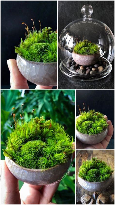 Mini gardens have been growing in popularity among gardening enthusiasts who do not have the space mini gardens are also a great arts and crafts project for kids who want to get into gardening. Miniature Moss Dish Garden Wabikusa with Display Case # ...