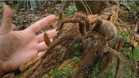 La Plus Grosse Araignée Du Monde Surprend Un Scientifique En Pleine Forêt