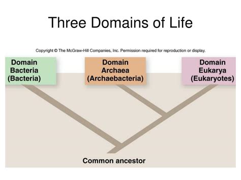 Ppt Three Domains Of Life Powerpoint Presentation Free Download Id