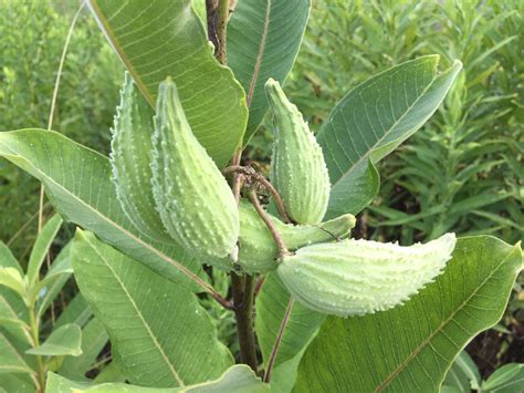 Seed Pods Of Common Milkweed Forming Asclepias Syriaca July 7 2017