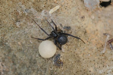 Puerto Rico Wildlife Alfredo Colón Black Widows Spiders Viudas