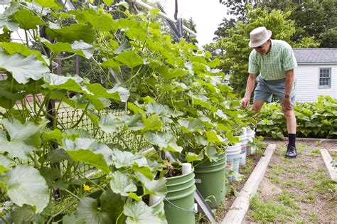Tomatoes Grow Them In Buckets To Improve Soil Reduce