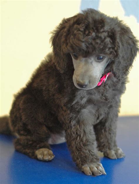 Learn when babies' eyes change color, and how genetics influences the final color. Barefoot Pudel's Blog (www.barefootpudels.com): Poodle Colors