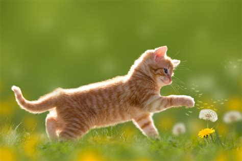 Kitten In Spring Field