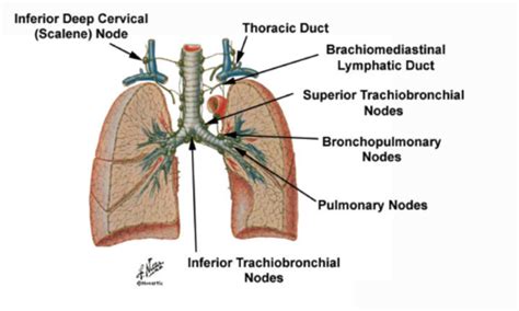 Chapter 22 Lymphatic And Immune System Flashcards Quizlet