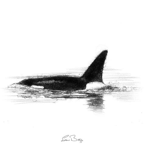 Original Orca Sketch Seanbriggs