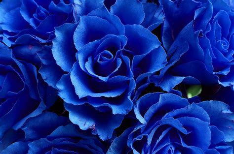 Blue Roses Meaning And Pictures Flower Glossary