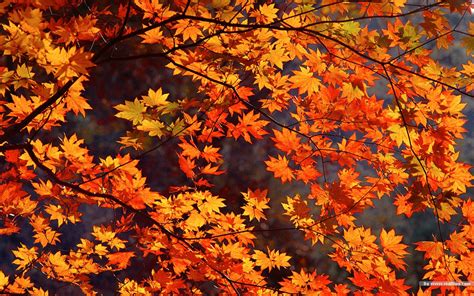 Free Download Autumn Tints Beautiful Fall Leaves Widescreen Wallpapers