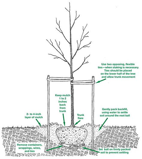 Free for commercial use no attribution required high quality images. Whispering Hills Nursery Blog: Tree & Shrub Planting Tips
