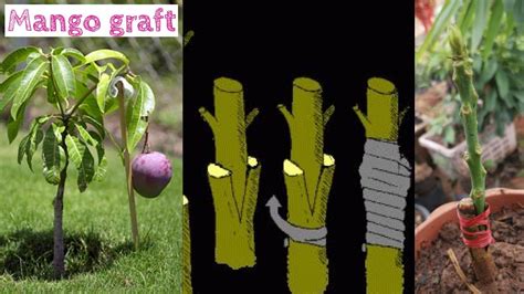 Grafting Plants Step By Step This Is A Step By Step Picture Tutorial