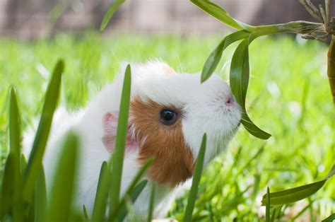 Guinea Pig Full Hd Wallpaper And Background Image