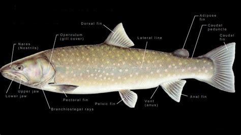 Salmonid Anatomy Cskt Division Of Fish Wildlife Recreation