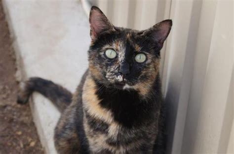 Adorable Tortoiseshell Cat Looking For A Loving Home