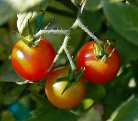 How To Grow Cherry Tomatoes Growing Cherry Tomato Plants