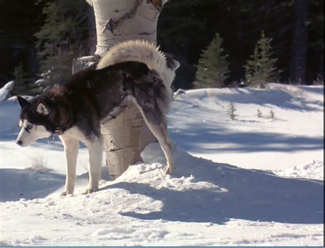 Demon From Snow Dogs Siberian Huskies Photo 32170981 Fanpop
