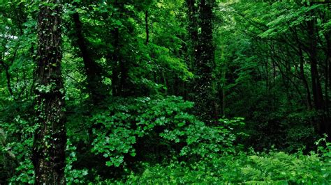 緑の自然 森の風景壁紙プレビュー