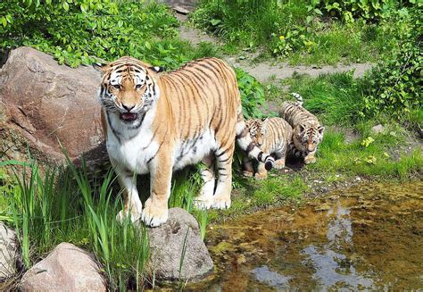 Der zoologische garten leipzig ist eine 22,5 hektar große, parkartig gestaltete grünanlage nordwestlich der leipziger altstadt, in der ca. Fotos: Tigerbabys im Zoo Leipzig | radio SAW